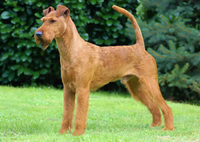 irish-terrier
