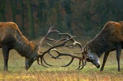 Red deer fight